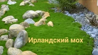 ИРЛАНДСКИЙ МОХ ПОСЕВ или......