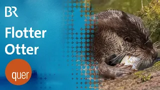 Otter vs. Teichwirte | (Ab)Schuss in den Ofen? | quer vom BR