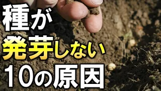 【初心者必見】種が発芽しない１０の原因