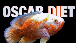 Oscar Fish Diet Guide