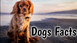 Fun Facts About the dogs.