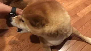 Angry Shiba Warby Is Possibly Ticklish