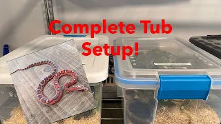 NEW SCALELESS CORN SNAKE! | Setup + Updates