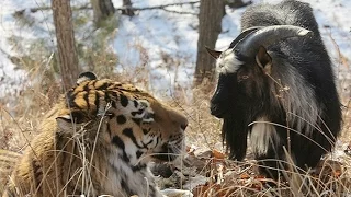 Почему тигр Амур не съел козла Тимура