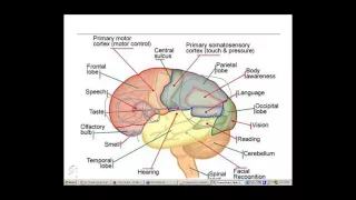 Cognitive Effects of Brain Tumours and Treatment