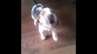 Puppy's First Bark. Beagle puppy dog finds her howl for the first time