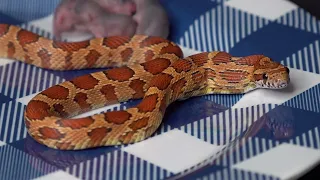 Corn Snake Picks Off A Pink Mouse / Warning Live Feeding