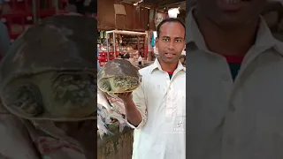 Turtle in Karachi #seafood #seafoods#karachi