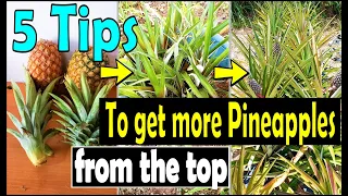 5 Tips to multiply Pineapple top successfully for more fruits