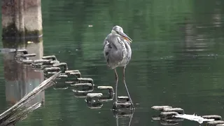 Graureiher und Stockenten / Great Grey Heron and Mallard Ducks