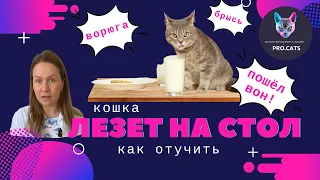 КАК ОТУЧИТЬ КОШКУ залезать на стол | Отучить кота сидеть на обеденном столе | Воспитание кошек