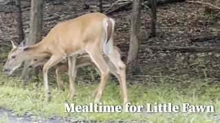 Mealtime for Little Fawn