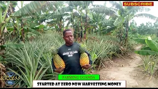 PINEAPPLE GROWING IN LUWERO  DISTRICT - Imagine A crop that earns you money every 2 weeks constantly