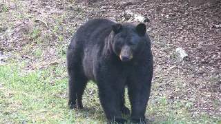 Boone & Crocket black bear.