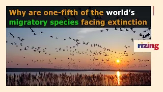Why One-Fifth Of The World’s Migratory Species Is Facing Extinction | RizingTV Biz | RizingTV