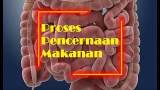 Sistem Pencernaan Makanan pada Manusia | IPA Kelas 5 SD