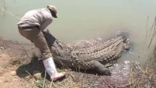 Biggest Crocodiles Attacks Caught On Camera