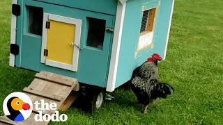 Rooster Sprints To His Wife Every Single Morning | The Dodo