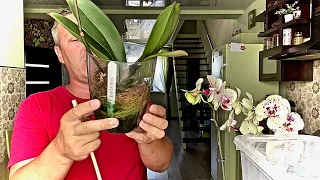 НАРАЩИВАНИЕ КОРНЕЙ ОРХИДЕИ от А до Я на примере орхидеи Катрина за 10 месяцев