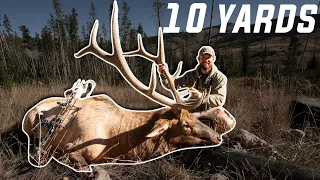 Wyoming Bull Elk With A Bow! (Public Land)