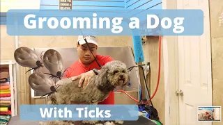 Grooming a Dog with ticks, Dog Grooming in New York City, Queens and Bronx