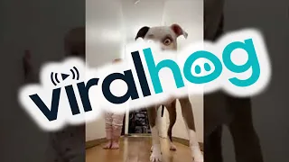 Rollo and Charli are Startled by Funny Filter || ViralHog