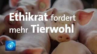 Ethikrat fordert Umsteuern bei Nutztierhaltung