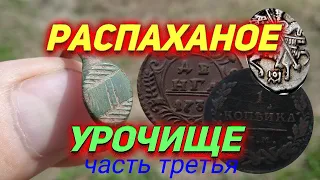 Распаханное Урочище! часть третья! коп монет с металлоискателем 2021!  В поисках золота и раритетов!