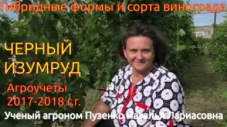 Виноград Черный изумруд (участок Пузенко Натальи Лариасовны)