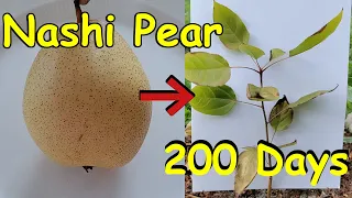 How to Grow Asian pear from seed