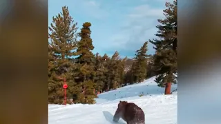 Медвежонок выбежал на горнолыжную трассу и чуть не столкнулся с лыжниками в Калифорнии