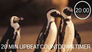 20 Minute Countdown Timer With Upbeat Music - ⏰ Penguins 🐧 - Pack up timer 20 minutes
