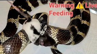 Screaming Rat , A Meal Fit For A King Snake / Warning Live Feeding