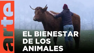 Bienestar animal | ARTE.tv Documentales