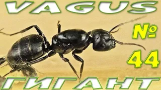 Муравей Чёрный муравей древоточец - Camponotus Vagus