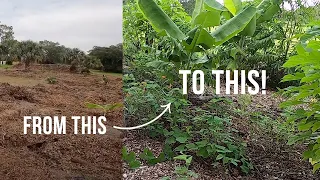 TWO MONTH UPDATE: SW Florida food forest install