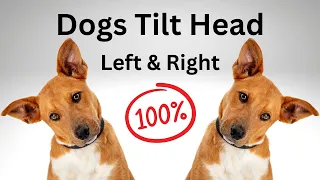Sounds That Makes Your Dog Tilt Head Left and Right (I tried and it guaranteed worked!)