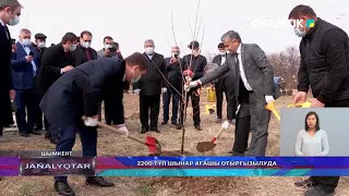 2200 ТҮП ШЫНАР АҒАШЫ ОТЫРҒЫЗЫЛУДА