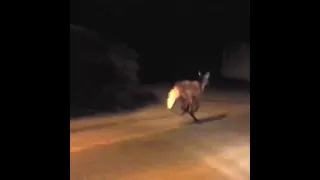 Maned wolf spotted on the street of Brazil #shorts