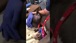 Draining An Abscess on a Dog