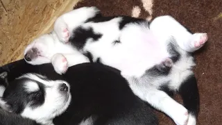 PUPPIES LIVED ONLY THREE WEEKS / ЩЕНКИ ПРОЖИВШИЕ ВСЕГО ТРИ НЕДЕЛИ