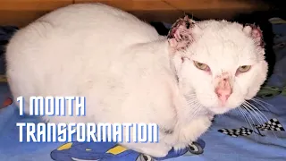 This cat had skin cancer and was living on the streets with open wounds