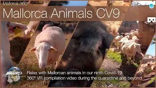 Relax with Mallorcan Animals with our 9th Quarantine Compilation in 360º VR