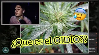 ¿Que es el OIDIO? 🍄 Como COMBATIRLO en EXTERIOR!! ☀️