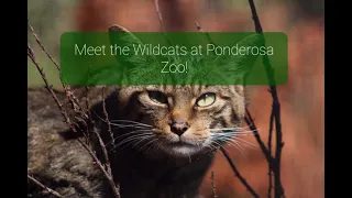 Meet the Scottish Wildcats at Ponderosa Zoo!