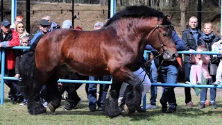 Ogier ESTOR 2448 G Gd - Pokaz Ogierów Kryjących - Olsztyn