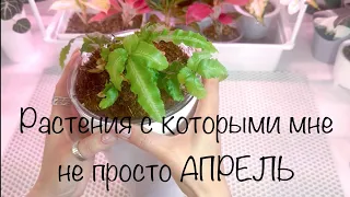 Растения с которыми мне Не Просто ( Апрель)