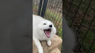 This is what a happy, excited Arctic Fox sounds like!