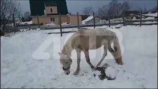 Более 12 лошадей и собаки оказались в снежном плену после метели - сахалинцы пришли на помощь