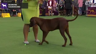Redbone Coonhounds | Breed Judging 2020